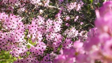 希斯树粉红色的花加州美国艾丽卡树栖动物布瑞尔·罗根春天布鲁姆首页园艺美国装饰观赏室内植物自然植物<strong>大气</strong>淡<strong>紫色紫色</strong>春天开花